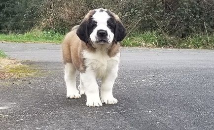 vet checked Saint Bernard puppies