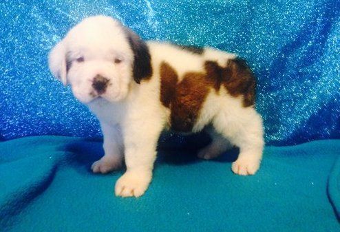 Baby Angels Akc Male& female Saint Bernard Puppies For Sale.