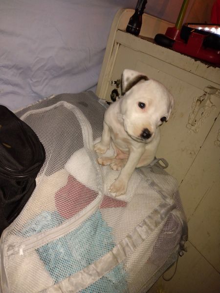 Valentine's day pit bull puppies