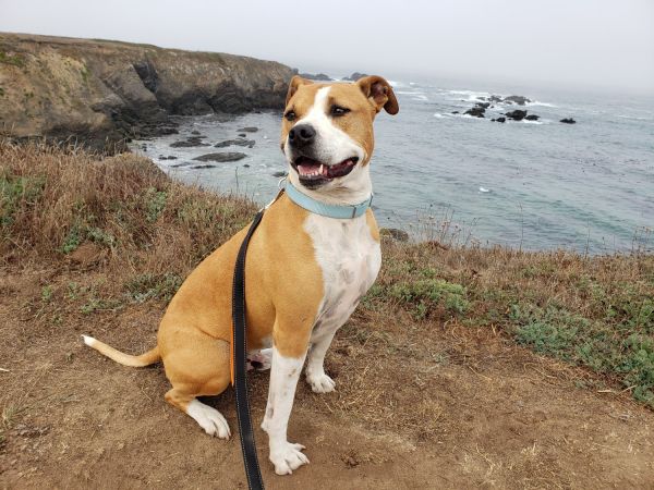 Rehome Bulldog/Pitbull Mix