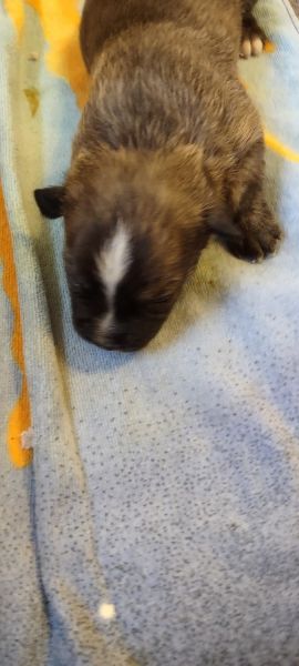 Staffordshire terrier//brindle Cur