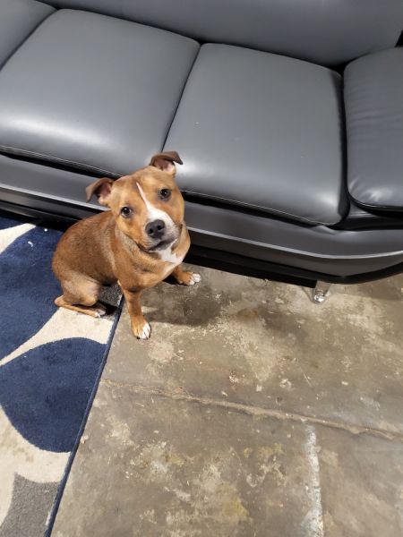 11 month old puppy for sale