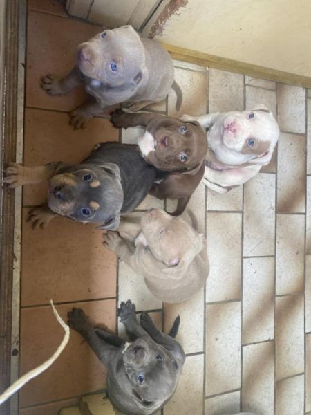 English staffy pups x6