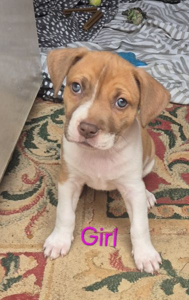 5x Staffy x Bull Arab Female Puppies