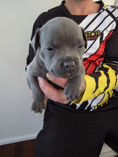 Gorgous english staffy puppies