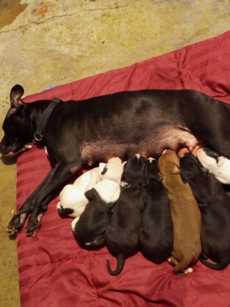 Ready for very homes,dewormed and shots 5/10/21