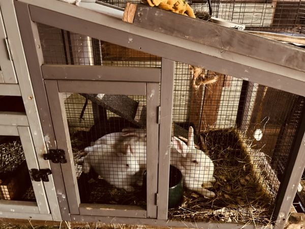 8 week old rabbits for sale