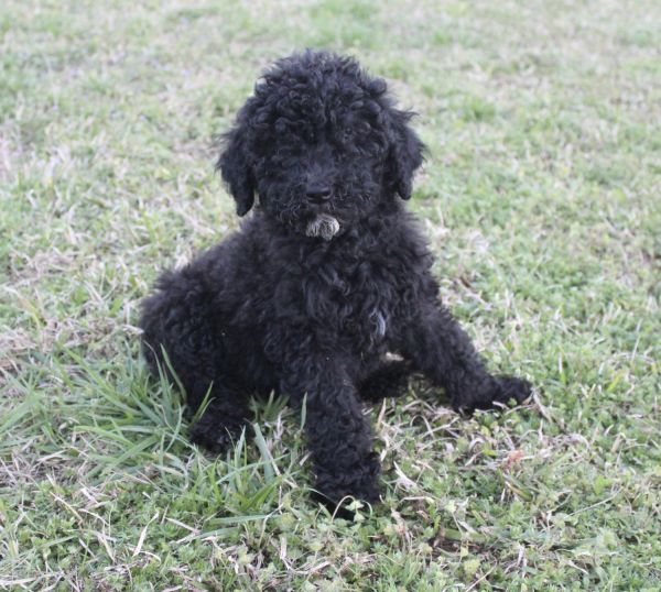 Gorgeous AKC poodle pups