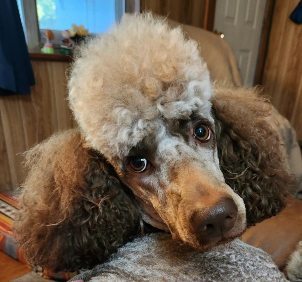 Standard Poodle Puppies