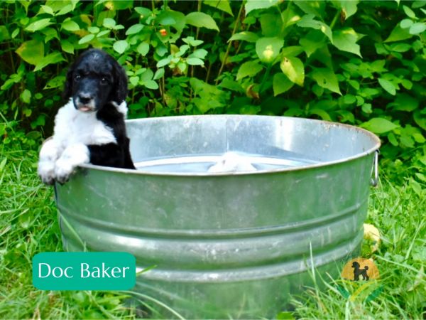 Standard poodle puppies for sale