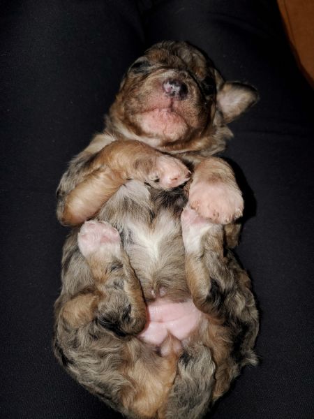 Standard Poodle Puppies available Valentine's week