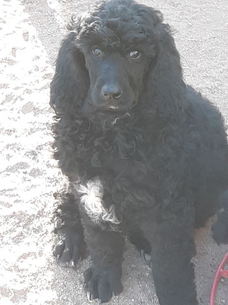 Standard poodle puppies