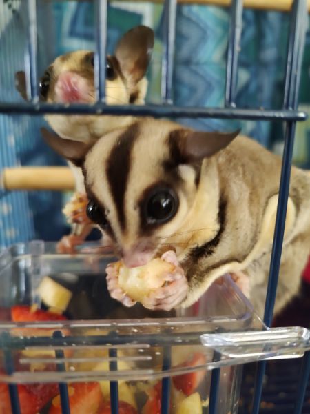 Sugar gliders