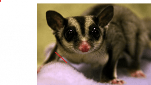 Re-Home Sugargliders