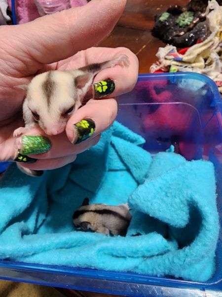 Male sugar glider joey