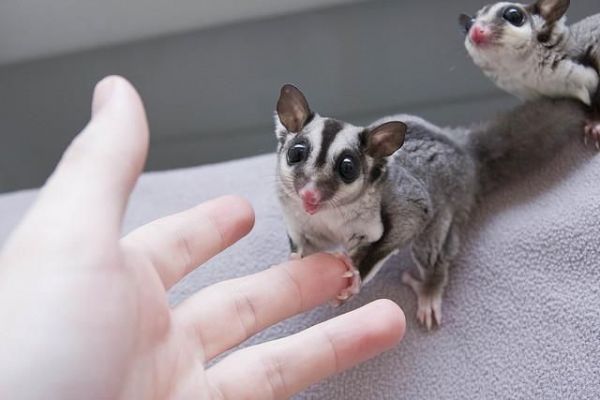 Sugar Gliders for sale
