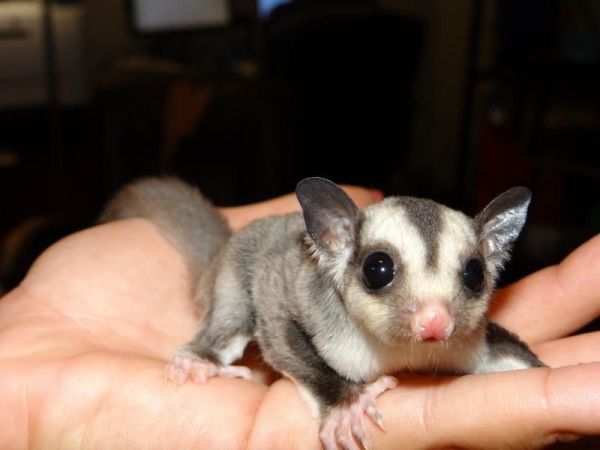 Two Sugar Gliders For Sale