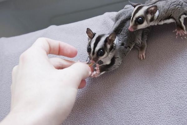 beautiful sugar glider joey