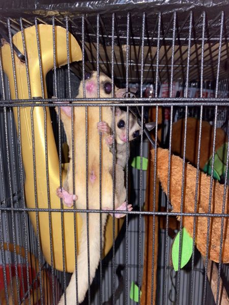Sugar Glider For Sales