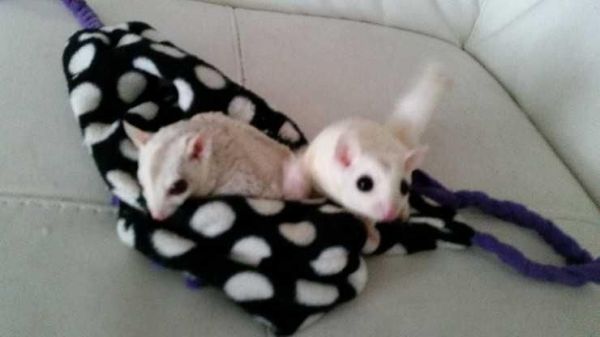 Sugar Glider Joey's - For Sale