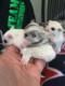 Platinum sugar glider joeys for sale