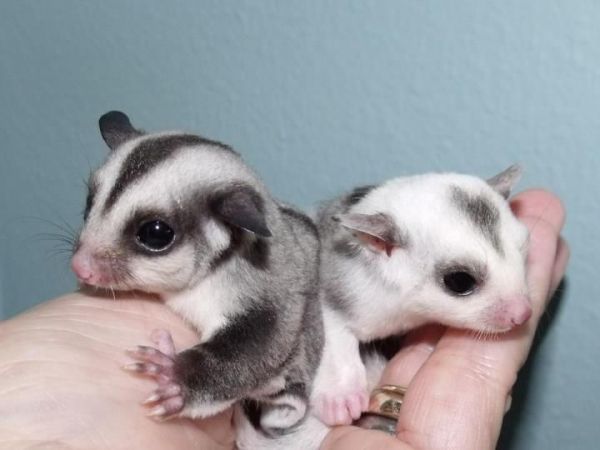 Cute baby sugar gliders for sale