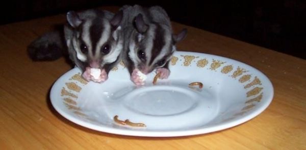 Sugar Glider Joeys for sale