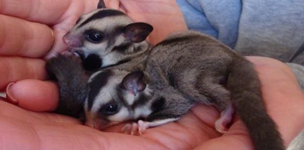 two male and female mosaics gliders