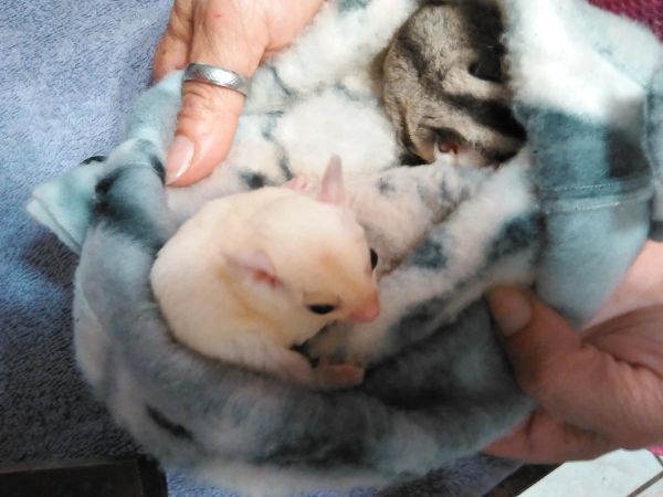 baby sugar gliders for sale