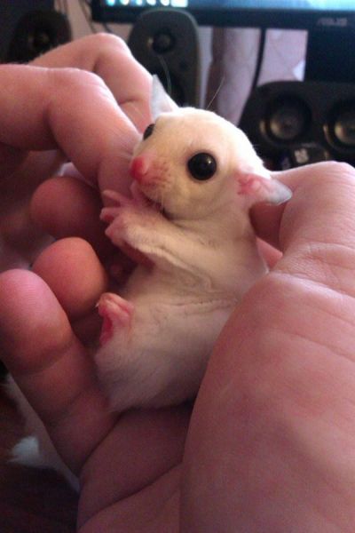 Sugar Glider Joeys (brother and sister)