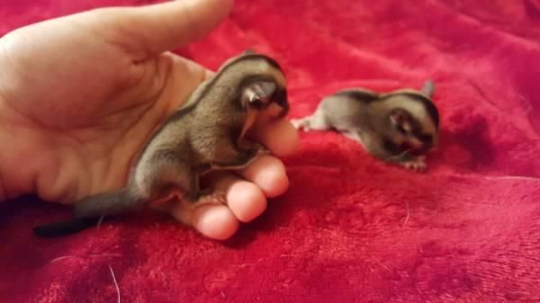Sugar Glider Joeys - For Sale