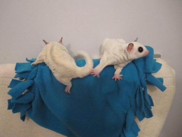 sugar glider joeys