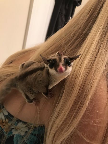 Sugar Gliders