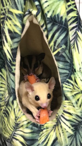 Two Exotic Sugar Glides for Sale
