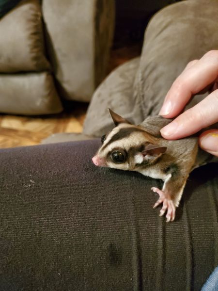 Sugar Gliders
