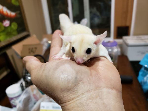 Sugar Gliders