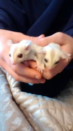 Sugar gliders available
