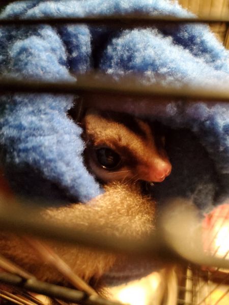 Baby sugar glider