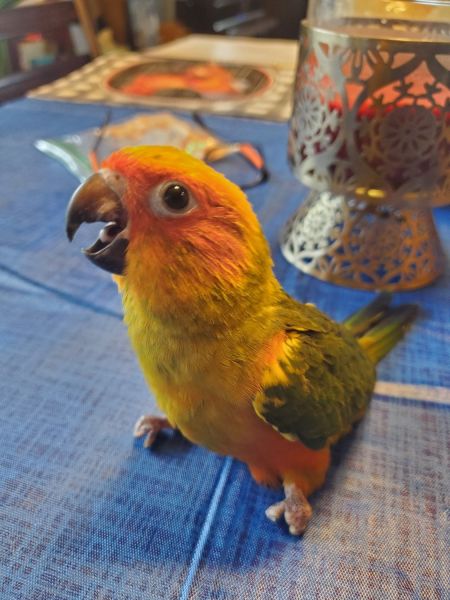 Baby Sun Conures