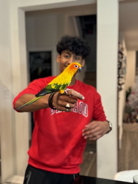 Sun conures for sale