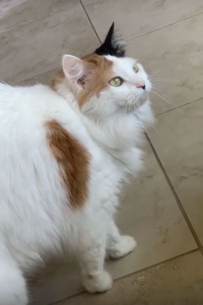 2 Beautiful loving cats needing a loving and caring home