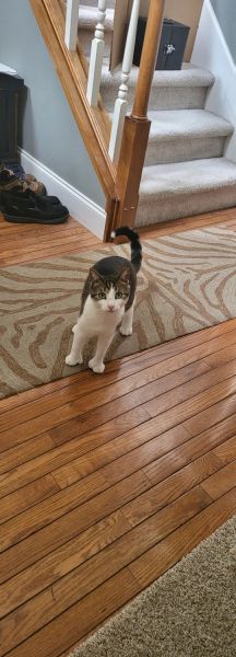 Adorable Cat Kittens siblings