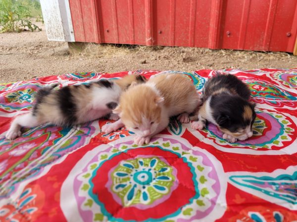 Male OrangeTabby Kitten