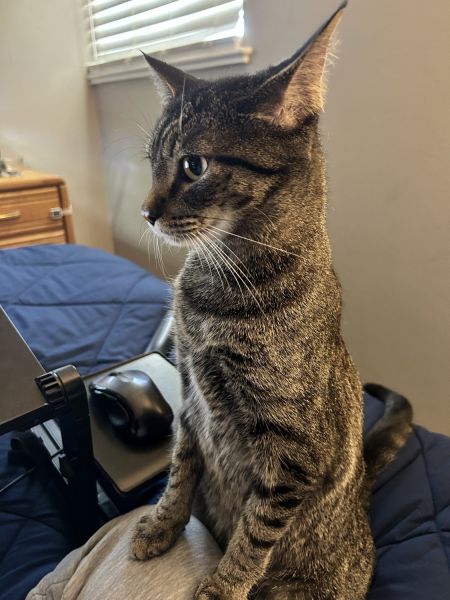 3 Year Old Female Tabby Cat. Very Well Behaved.