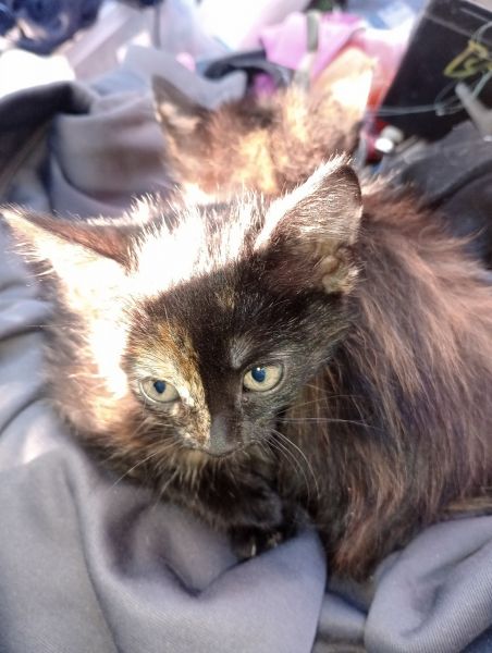 Seven kittens for sale