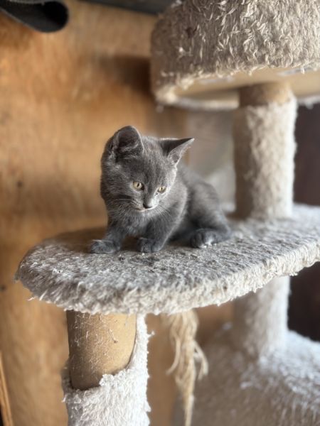 3 kittens for sale in Westminster co