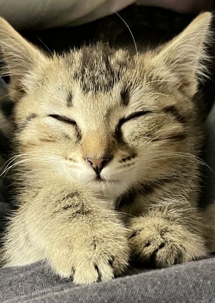 Kitten Black/Tan Female Tabby