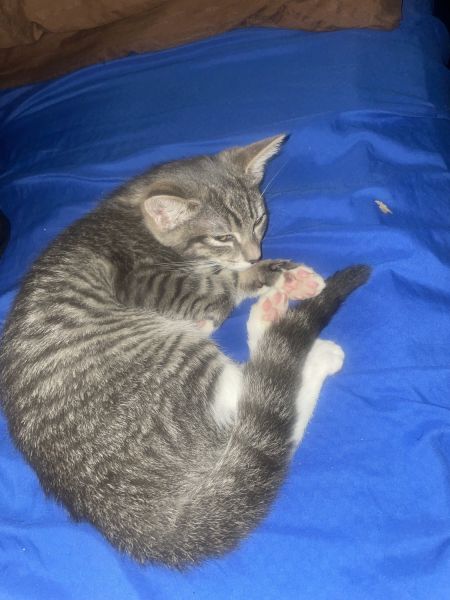 Kitty cat for adoption