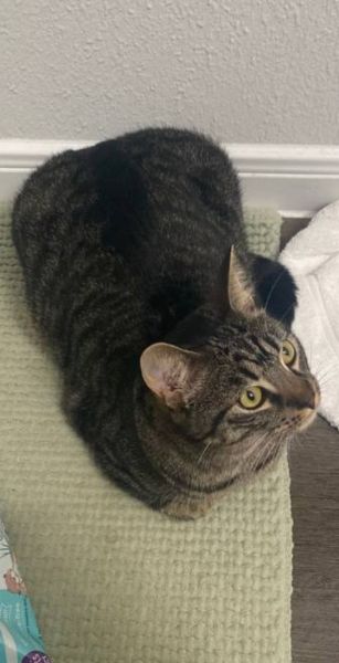 Free Tabby Cat In Need of HOME ASAP