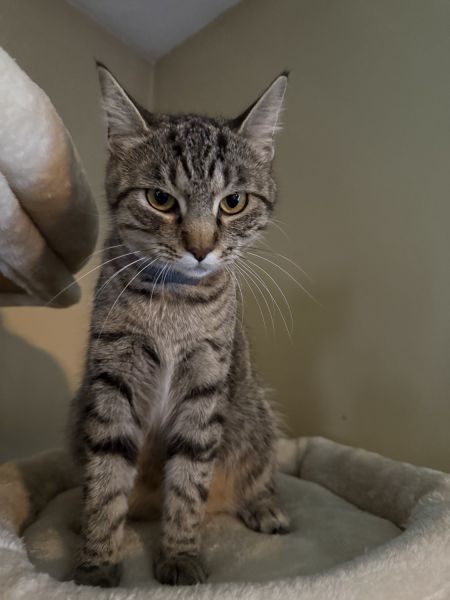 Rehoming Female Tabby Cat